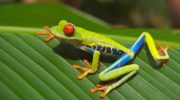 tree-frog-costa rica