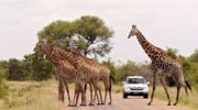 safari-africa-jirafas.jpg.imgw.1280.1280