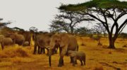 elephant-Tanzania-Africa
