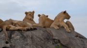 lions-serengeti-africa